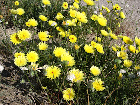 Desert Dandelions in Rockhouse Canyon