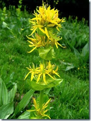 great yellow gentian