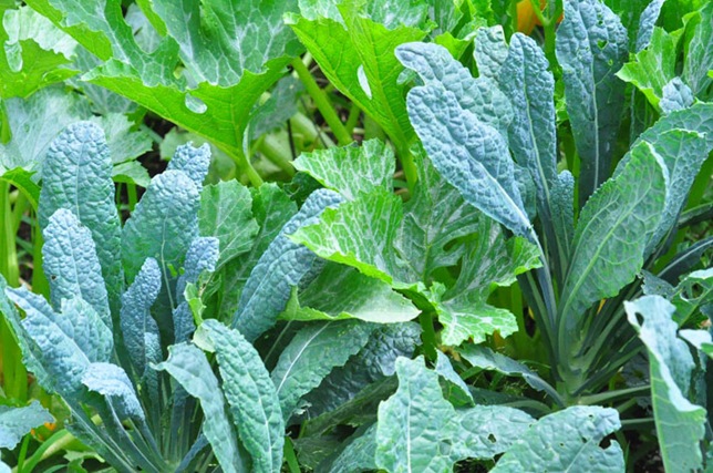 garden_kale_squash