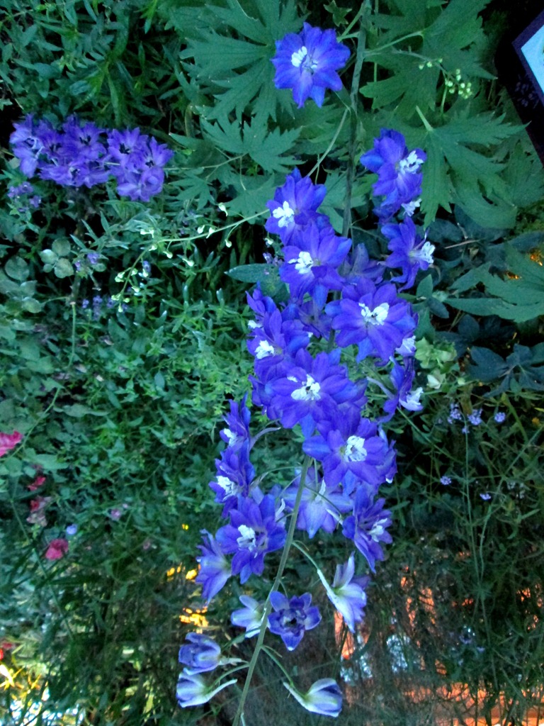 [IMG_1636%255B5%255D.jpg]