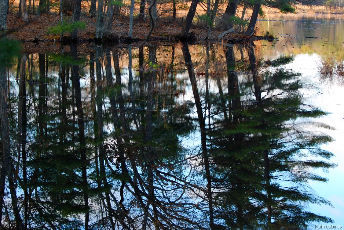 [2.%2520forest%2520reflection-kab%255B4%255D.jpg]