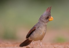 pyrrhuloxia laguna seca ranch2