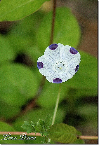 Five_Spot_Nemophila_maculata