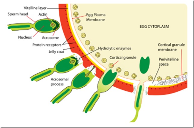 egg sperm interaction