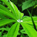 Large-leaved Lupine