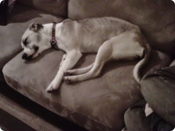 skinny lily sleeping