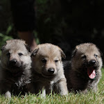 Z Devinskej C 2012_0097.JPG