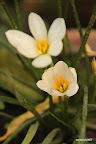 Lilly