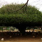 Jardim Bot&Atilde;&cent;nico da Ajuda