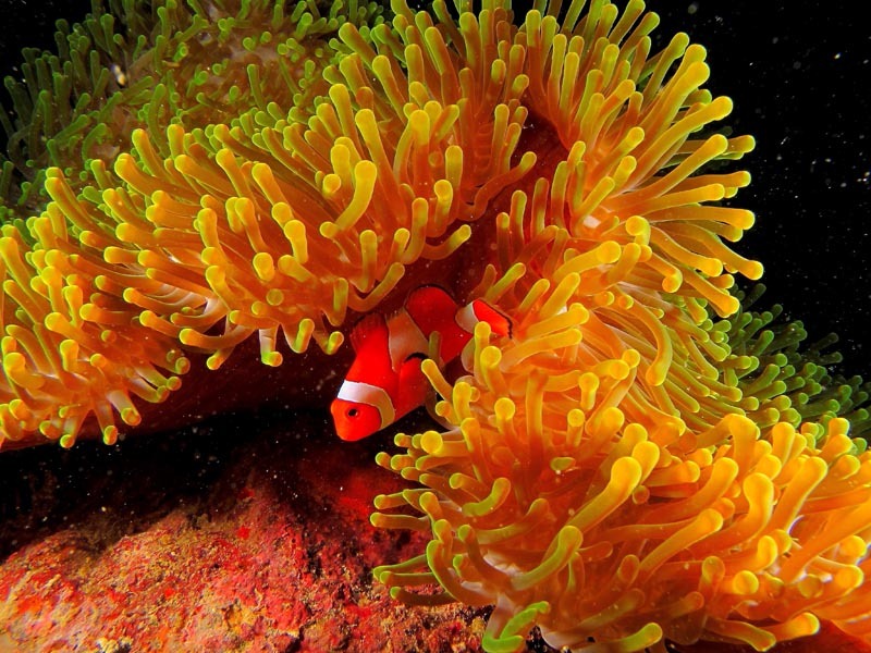 [anemon-clownfish-anton-w-lowres%255B3%255D.jpg]