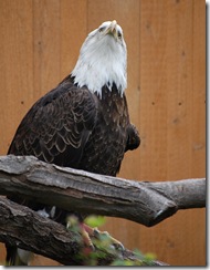 aviary55
