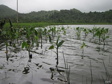 Grenada_Grand_Etang_2