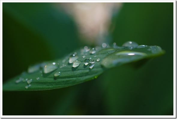 HOSTA RAINDROPS (3)