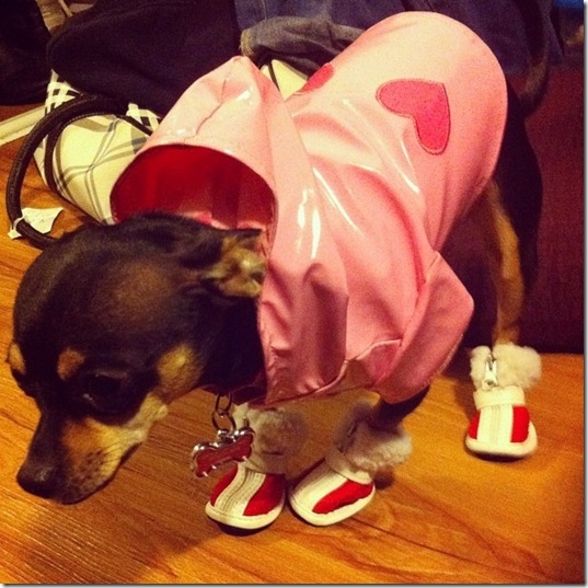 hurricane-sandy-dogs-5