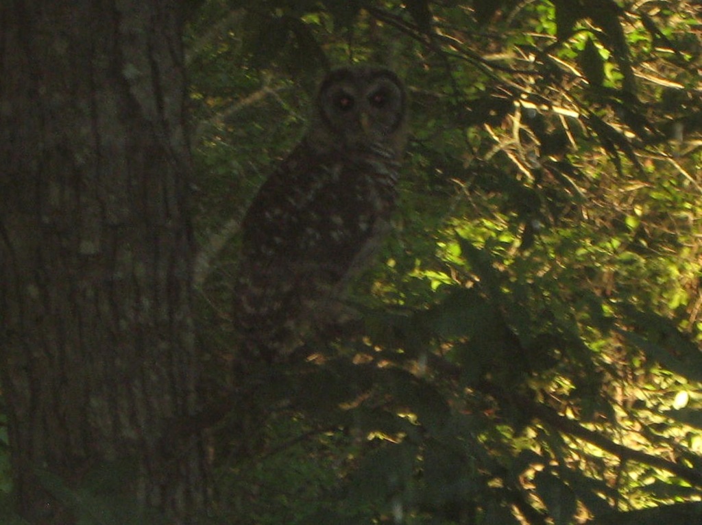 [owl%255B5%255D.jpg]