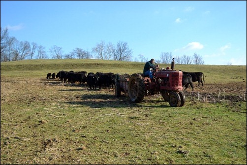 hills in the pasture