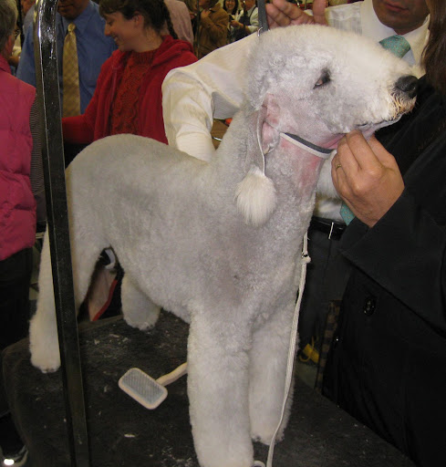 Bedlington Terrier