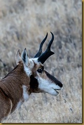 Pronghorn (Antilocapra americana)