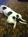 ...And my cute tushie markings... wiggle wiggle...