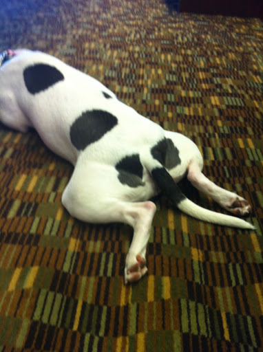...And my cute tushie markings... wiggle wiggle...