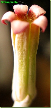 Adromischus marianae little spheroid flower