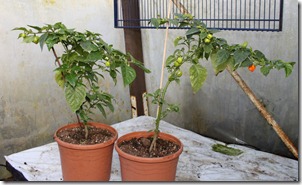 IMG_9537 IMG_9537