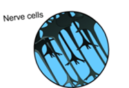 NERVE CELLS NERVE CELLS