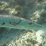 Diving and Sailing Caribbean