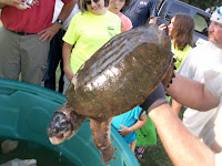 23 pound snapping turtle being held by Fisheries Biologist Chad Dolan