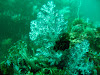  Koh Lipe Resimleri Fotoğrafları