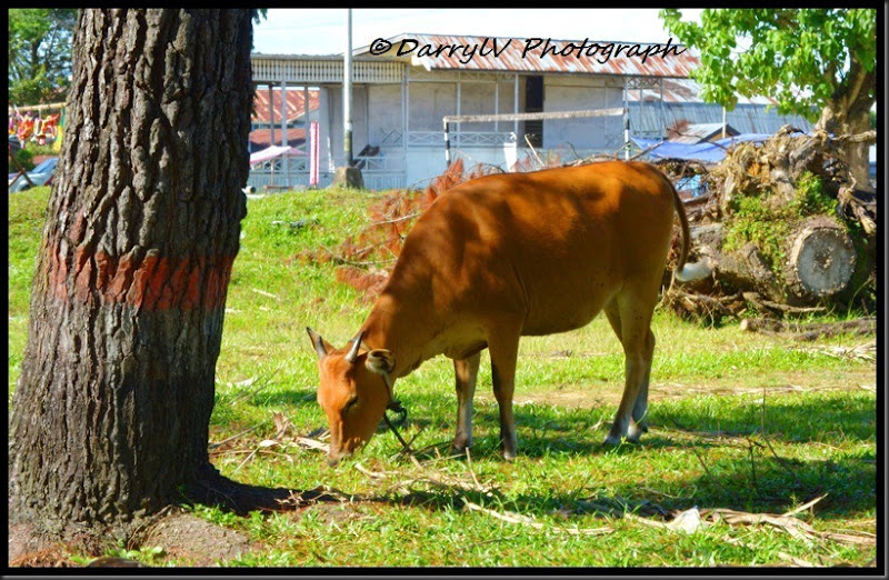 cow 3 small