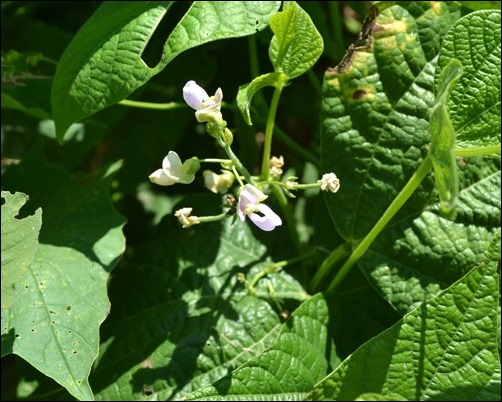 green beans