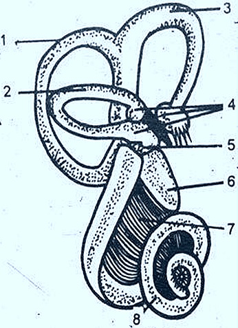 Cochlea-organ of corti