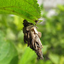 Bagworm Moth caterpillar