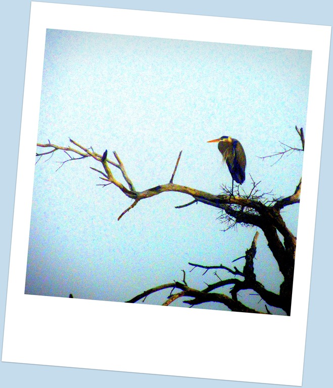 [IMG_4182_Hank3.jpg]