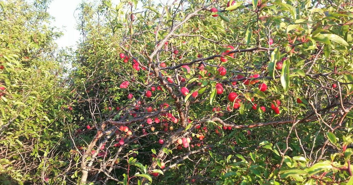 The Vogele Homestead Picking Sand Plums