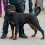Rottweiler hodowla szczenięta Toro Negro -014.JPG