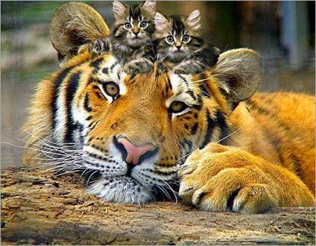 tigre-y-gatitos-groupes-joc3ablle-adam