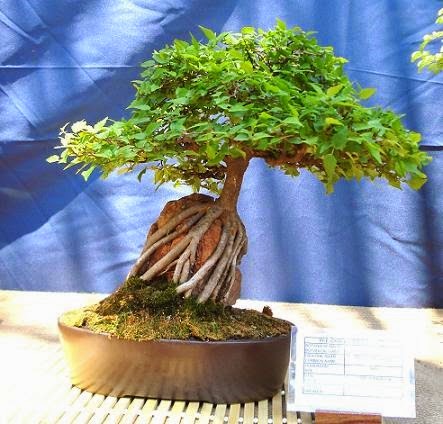 [Celtis-africana3.jpg]