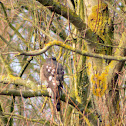 Eurasian Sparrowhawk