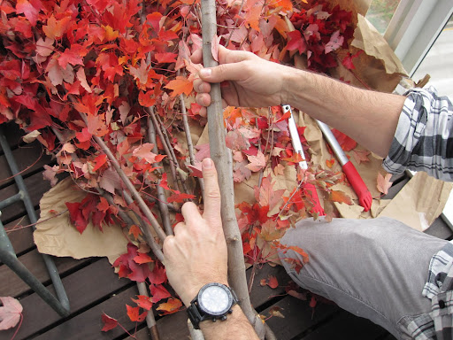 A rule of thumb (or finger) is if what you are cutting, like a branch, is thicker than your index finger -- then you need to use a lopper tool.