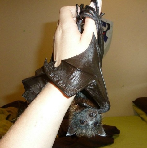 [funny-animals-cute-28%255B2%255D.jpg]