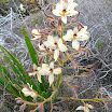 Fynbos plant.jpg