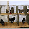Poultry 006.jpg