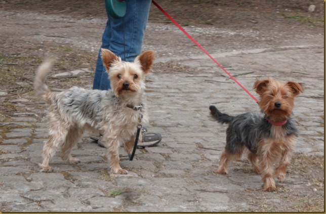 SAM_5110 Archie and Bella SAM_5110 Archie and Bella