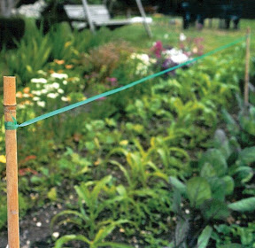 Birdscare - over vegetable patch