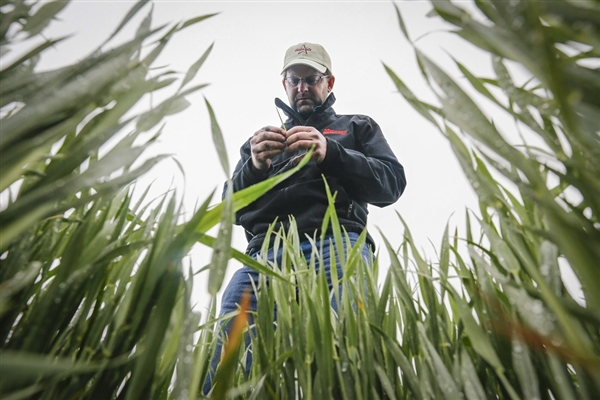 Ben McClure examines a wheat stalk in a Reno County, Kansas, wheat field. Forecasts for 2013 show a smaller crop due to drought and late-spring cold. Photo: Travis Heying / AP