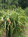 Thaïlande - Entre Khiri Khan et Hua Hin - Fruit du dragon