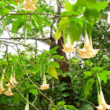 Beautiful Upside Down Orange Blooms in the Waterfall Forest - Port Vila, Vanuatu