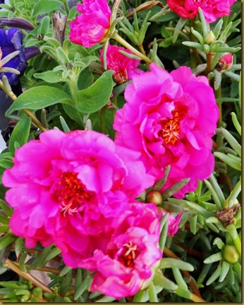 flwr 4 (659x800)